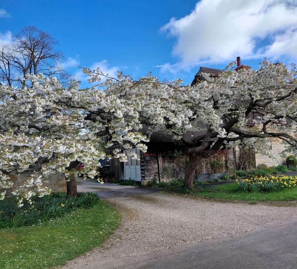 A beautiful tree in Spring blossom on one of Caro's walks