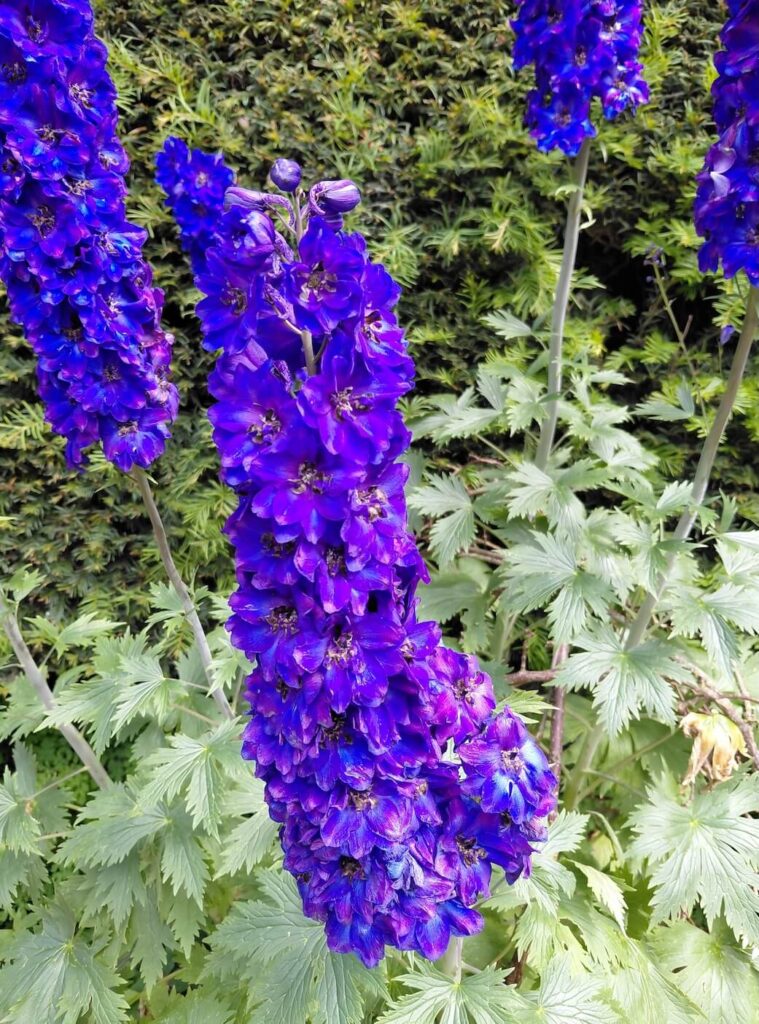 stunning flowers in the Cotswolds