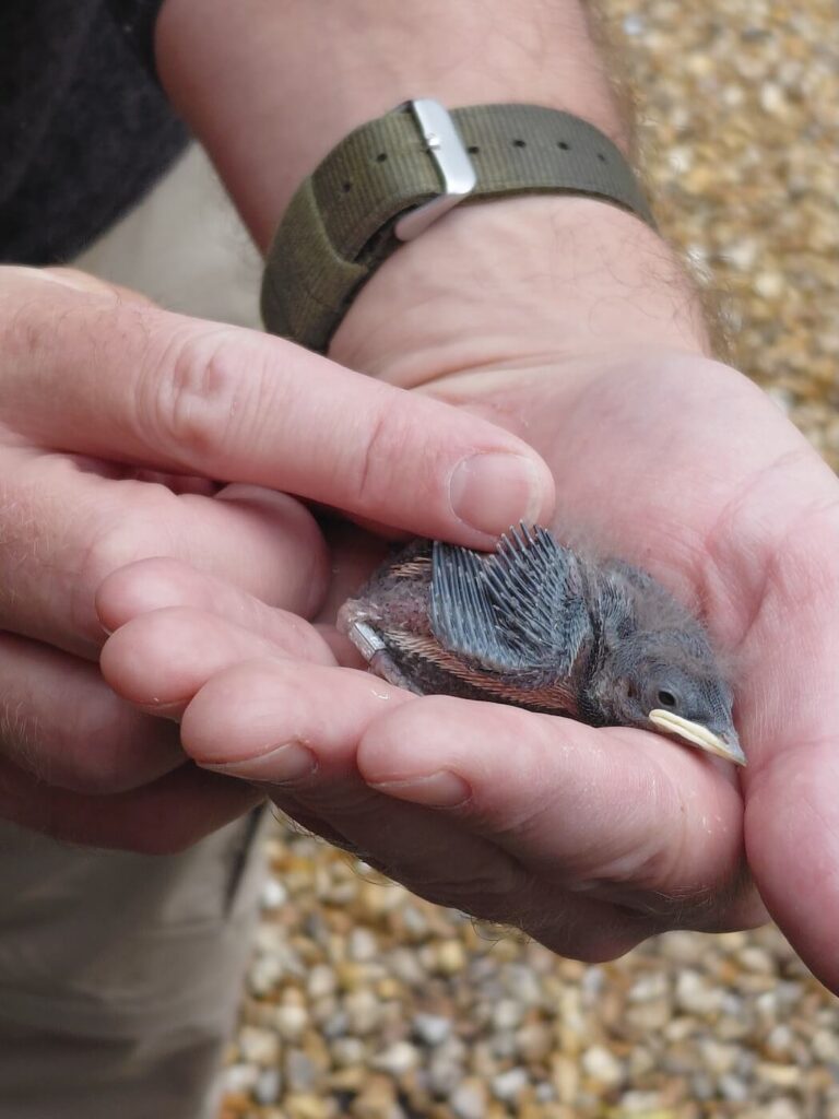 holding a tiny bird