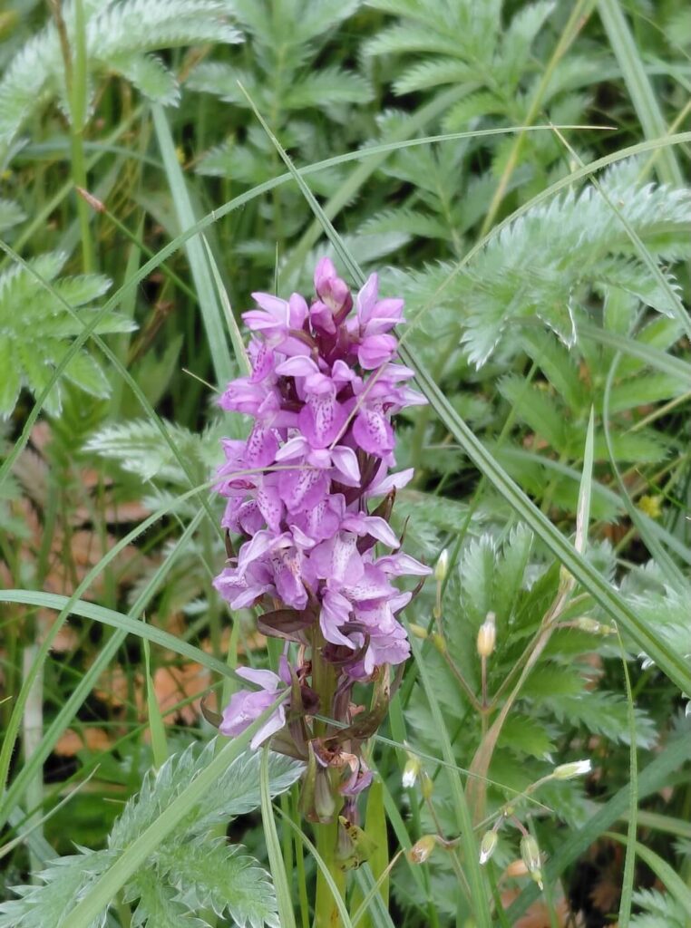 Stunning flowers during a walk exploring the Cotswolds