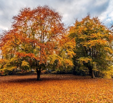 trees in Autumn displaying warm orange leaves