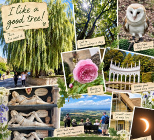 Collage of Cotswolds walks featuring trees, wildlife, historic buildings, countryside views and memorable discoveries.
