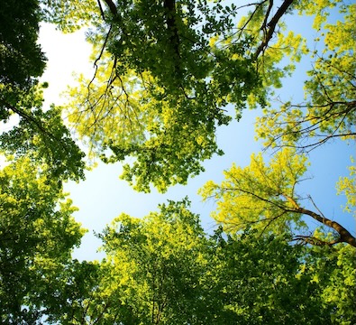 sky and sunlight showing through tree tops