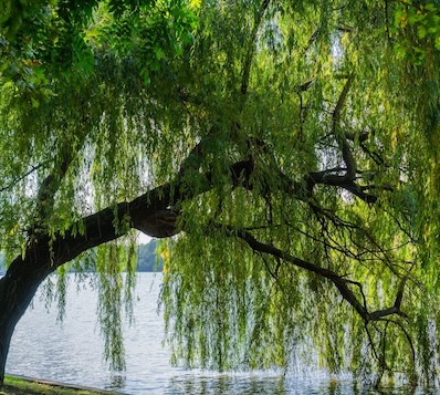 willow tree hangover over river